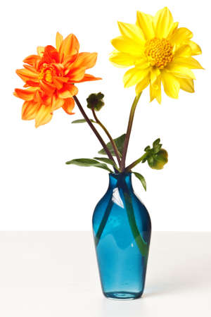dahlia isolated on a pure white backgroundの写真素材