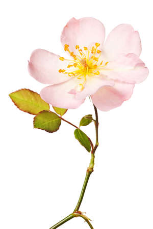 pink garden rose isolated on a pure white backgroundの写真素材