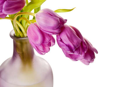 Purple Spring Tulips Isolated on a Pure White Backgroundの写真素材
