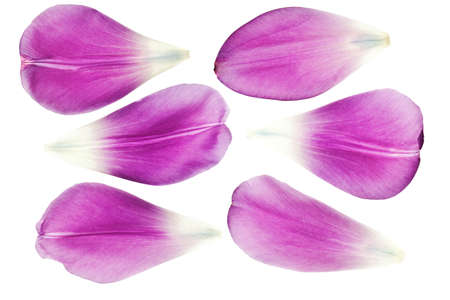 purple tulip petals isolated on white backgroundの写真素材