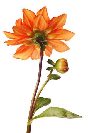 dahlia isolated on a pure white backgroundの写真素材