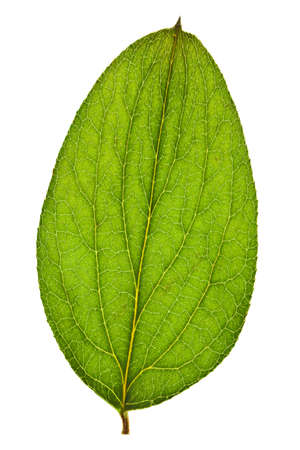 green leaf isolated on a white backgroundの写真素材