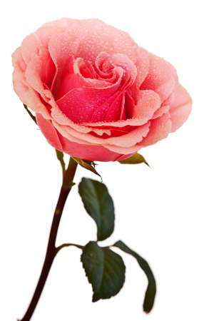 pink rose isolated on a white backgroundの写真素材