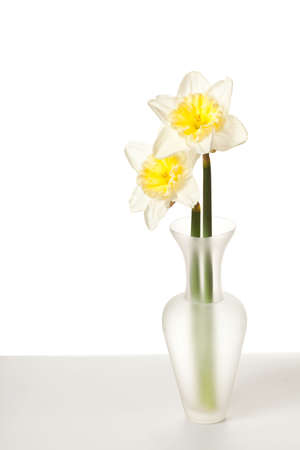 White Spring Daffodil Flower Bunch Isolated on White Backgroundの写真素材