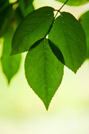 green leaves background