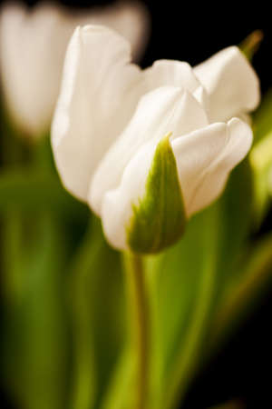 spring tulips flower isolated on black backgroundの写真素材