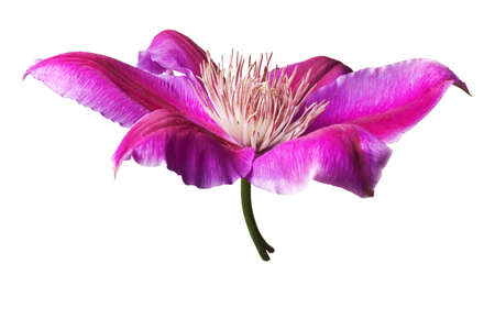 Pink and purple clematis isolated on white background.  Clean pure white background- no grey!の写真素材