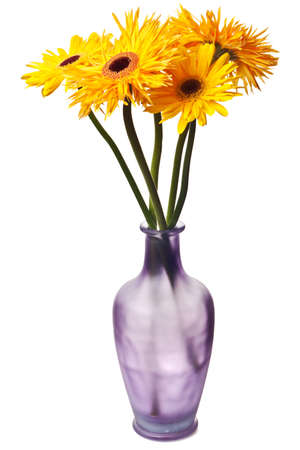 daisy isolated on a pure white backgroundの写真素材