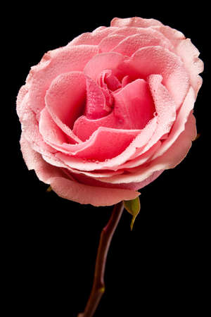 pink rose isolated on a black backgroundの写真素材