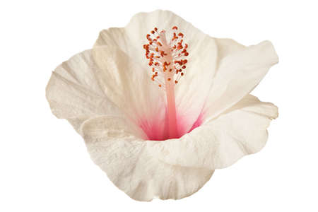 hibiscus flower isolated on a pure white backgroundの写真素材