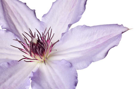 purple clematis isolated on a pure white backgroundの写真素材