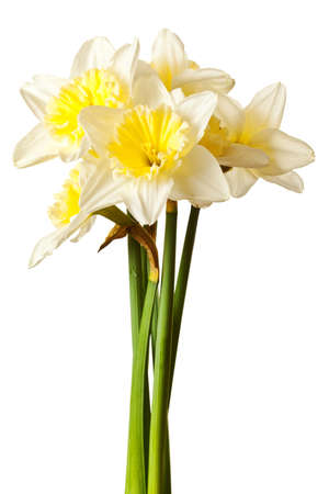 White Spring Daffodil Flower Bunch Isolated on White Backgroundの写真素材