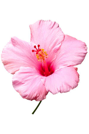 Pink hibiscus isolated on white background.  Clean pure white background- no grey!の写真素材