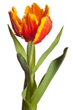 spring tulips flower isolated on white backgroundの写真素材