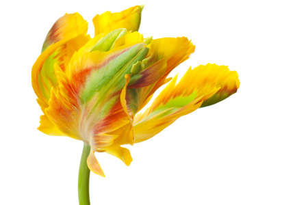yellow tulip isolated on white backgroundの写真素材