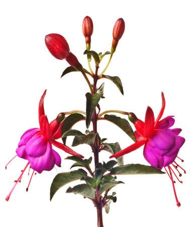 fuschia isolated on a pure white backgroundの写真素材