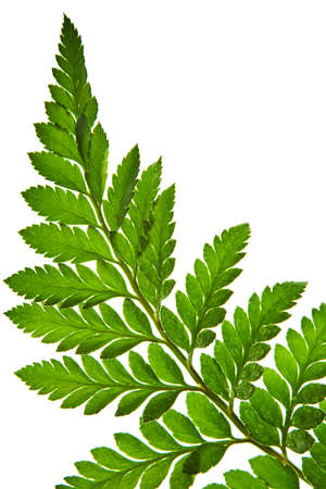 green leaf isolated on a white backgroundの写真素材