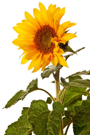 sunflower isolated on a pure white backgroundの写真素材