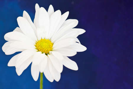 white and yellow daisy on a handpained watercolor backgroundの写真素材