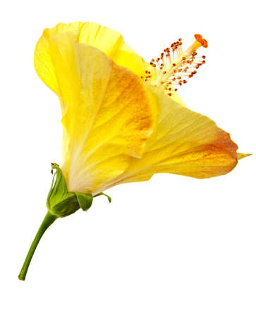 hibiscus flower isolated on a pure white backgroundの写真素材