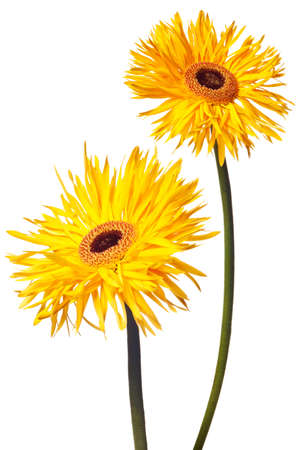 yellow daisy isolated on a white backgroundの写真素材