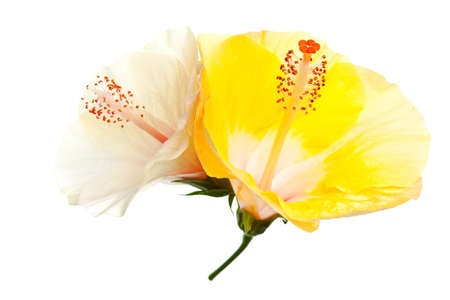 hibiscus flower isolated on a pure white backgroundの写真素材
