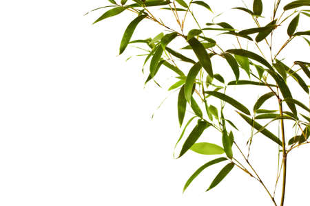 Bamboo Isolated on White Backgroundの写真素材