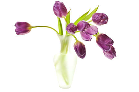Purple Spring Tulips Isolated on a Pure White Backgroundの写真素材