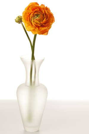 Orange Ranunculus on Table Isolated on a White Backgroundの写真素材