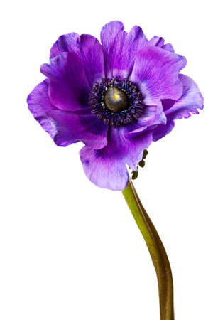 Black and Purple Anemone Isolated on a White Backgroundの写真素材