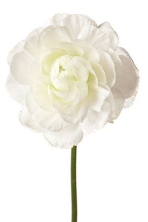 White Ranunculus Isolated on a White Background