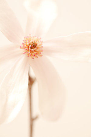 Spring Magnolia Blossomの写真素材