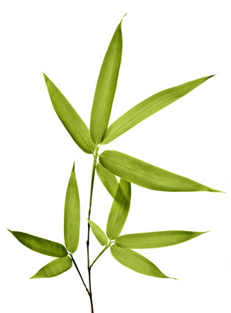 Bamboo Isolated on White Backgroundの写真素材