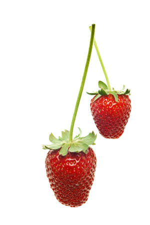 ripe red strawberries with stems and leaves isolated on white backgroundの写真素材