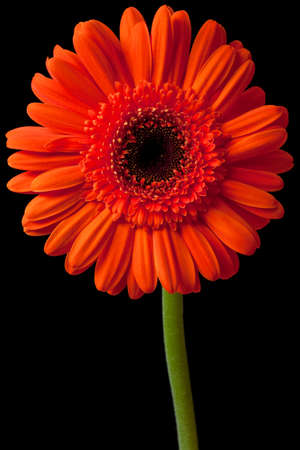 orange daisy isolated on a pure black backgroundの写真素材