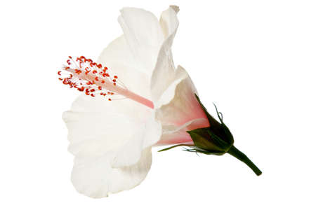 hibiscus flower isolated on a pure white backgroundの写真素材