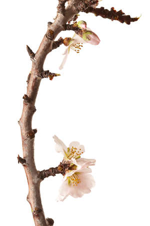 Blossoming Plum Branch Isolated on White Backgroundの写真素材