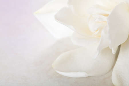 White Gardenia Blossom on Marble Backgroundの写真素材