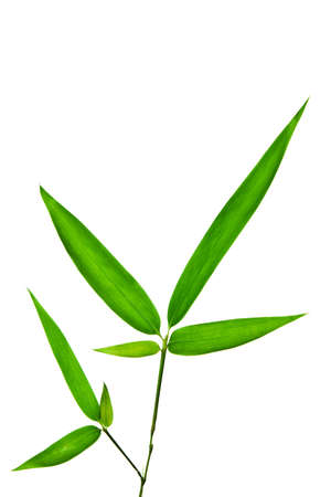 Bamboo Isolated on White Backgroundの写真素材