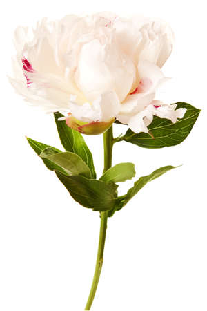 Peony Blossom isolated on a white backgroundの写真素材