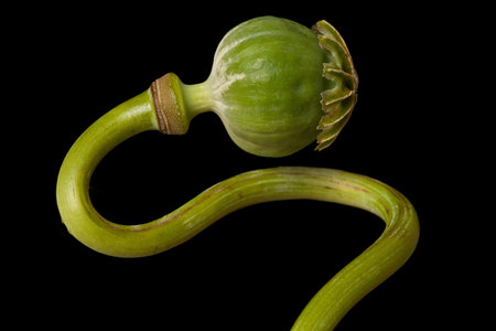 poppy pod isolated on a black backgroundの写真素材