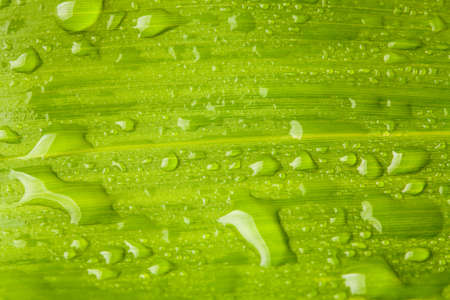 green leave and water droplet backgroundの写真素材