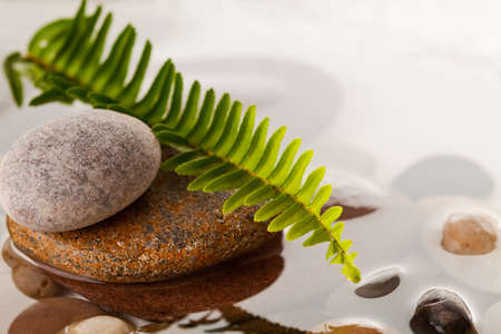 green fern leaf on river rocks in waterの写真素材