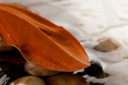 magnolia leaf on river rocks in waterの写真素材