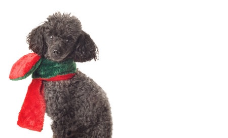 black toy poodle with red and green scarf isolated on white