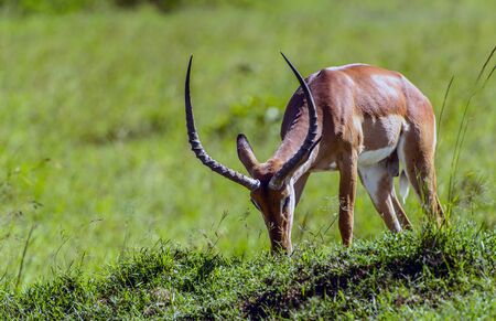 male impala antelope in the masai mara reserve in kenya africaの写真素材