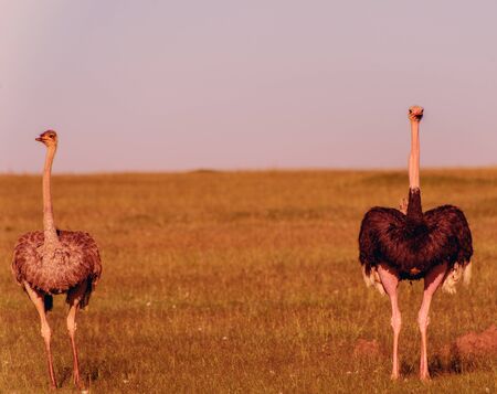 Ostriches in the masai marai National Park, kenyaの写真素材