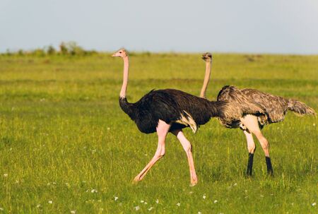 Ostriches in the masai marai National Park, kenyaの写真素材