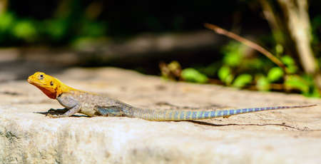 Red Headed Agama Lizard at Abela Rockの写真素材