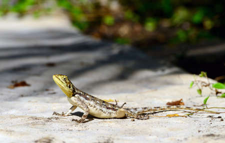 lizardの写真素材